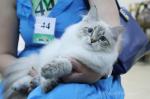������� ������ (����)
