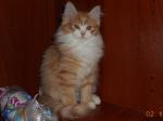 ��������� ������� (����)