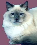 ����� ������� ����� (����)