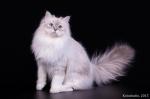 ������� ������� ���� (����)