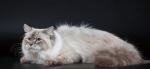 ������� ��������� ����� (����)