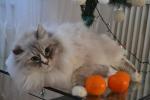 Liger Siberia Esina (����)