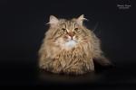 Bograd (����)
