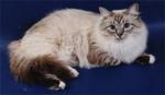 ��� (����)