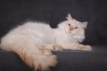 Chester Sibirskaya Rapsodiya (����)