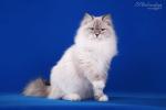 ������� ������� ������ ������ (����)