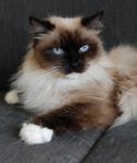 Prima Blue Lynx (����)