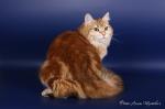 Goldenesima Tiramisa (����)