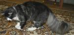 Vasilisa Arsenium of Spark Heart (����)