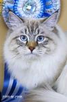 �� ������ ��������� �������� (����)