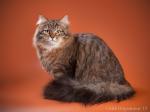 �������-����������� �� �������� (����)