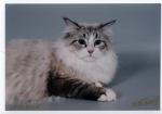 ���� ���������� ����� (����)