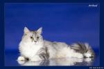 �������� ������� (����)