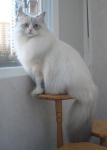 Maris Sineglaziy Angel (����)