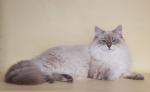 ��� ��������� ������������ ������� (����)
