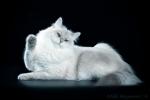 ����� ������������ ������� (����)