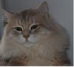 ����� Siberian Sapphir (����)
