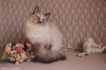 Hloya Sibirskaya Rapsodiya (����)