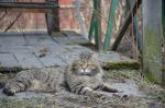 ������ ��������� ��������� ������� (����)