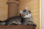 ������-���� ������ (����)