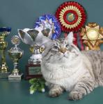 ������ ������ (����)