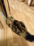 ������-���� �������� (����)
