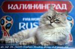 �������� ������� ���� (����)