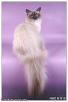 Otrada Neva's Mystery (����)