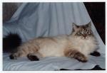 �������� ������ ����� (����)