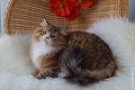 ������� ����� ��� �������� (����)