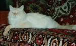 Arseniy Nevskiy (����)