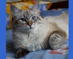 Ulissa iz Odissei (����)