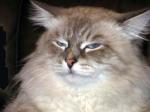 ������� ������� (����)