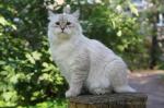 ������ �� ��������� ��������� (����)