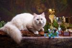 ������ �� ��������� (����)