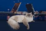 Aquamarine Lavander Dream (����)