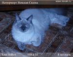 ��������� ������� ������ (����)