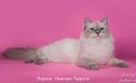 Perseya Nevskaya Radost (����)