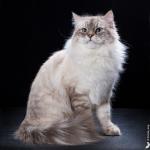 Istra Russian Diamond (����)