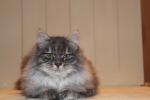 ��� (����)
