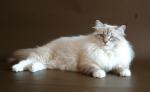 �� ������ ���������� ����� ������ (����)
