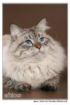 ������ ���������� ����� (����)