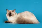 Infinity Sibirskaya Rapsodia (����)