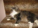 ������ ���������� ����� (����)