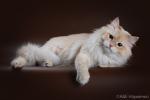 Harris Russian Diamond (����)