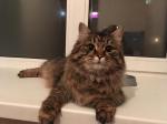 ���� (����)