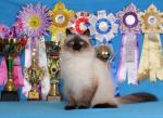 ������� ������� ������ (����)