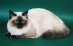 Ramzes (����)