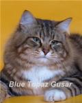 Blue Topaz  Gusar (фото)
