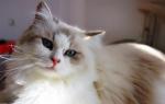 Sia Nevskoe tsarstvo (����)